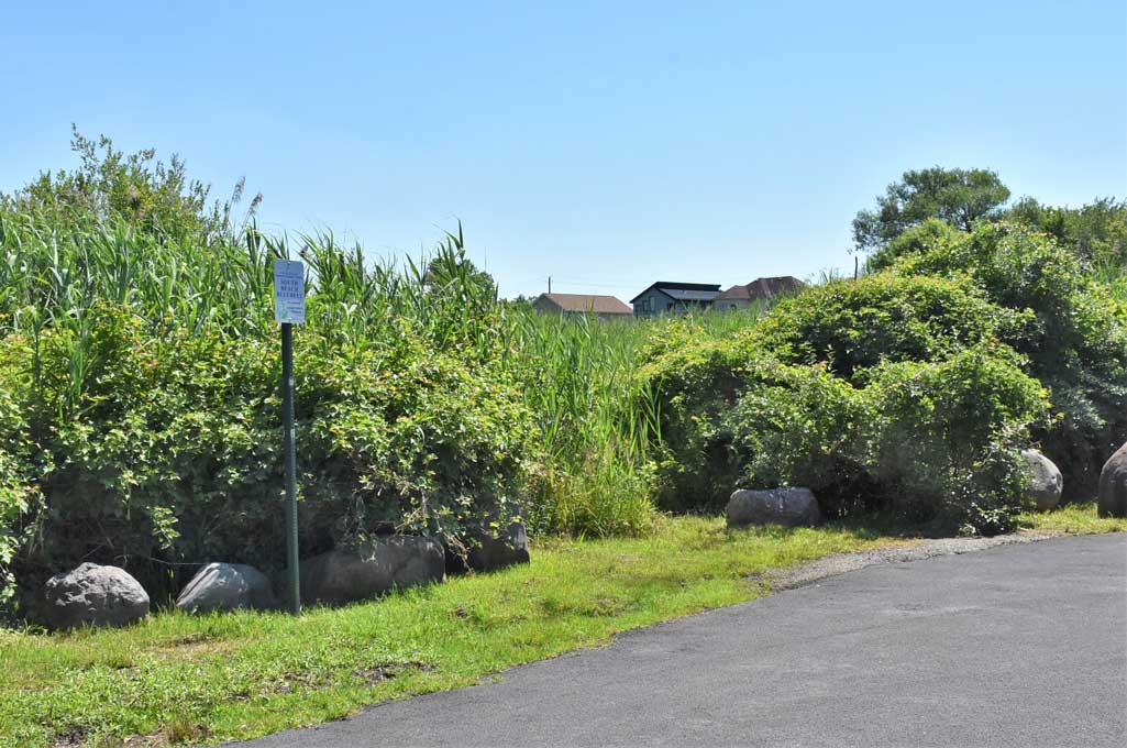 Swamp land in the South Beach area of Staten Island.