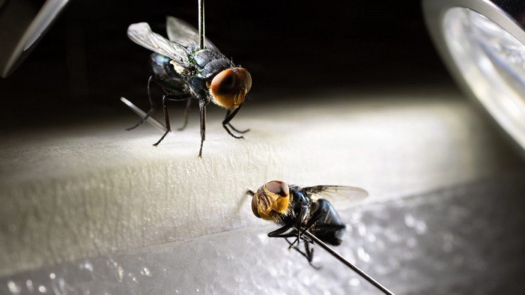 Dyed sterile female and male (close set eyes) New World Screwworm fly being examined at the U.S. Department of Agriculture, USDA, Animal Plant Health Inspection Service, APHIS, New World Screwworm Sterile Fly Dispersal Facility at Moore Airfield, in Edinburg, Texas on Feb 10, 2026 where a proven biosecurity strategy is helping to ensure the New World screwworm, NWS, stays out of the United States. USADO MEDIA BY LANCE CHEUNG