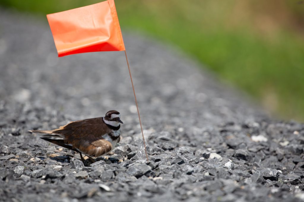 A killdeer bird sits on its nest among grey gravel rocks right next to a small orange marker flag used to protect wildlife nesting sites.