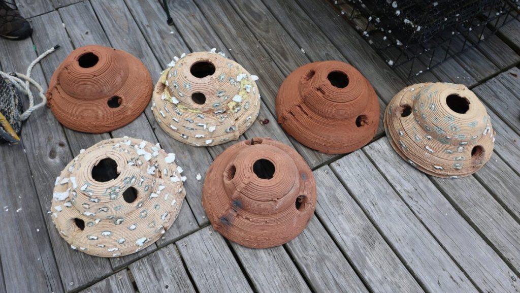 Six 3D-printed, dome-shaped artificial oyster reef structures with holes sit on a wooden deck, showing varying clay textures and oyster spat attachments.