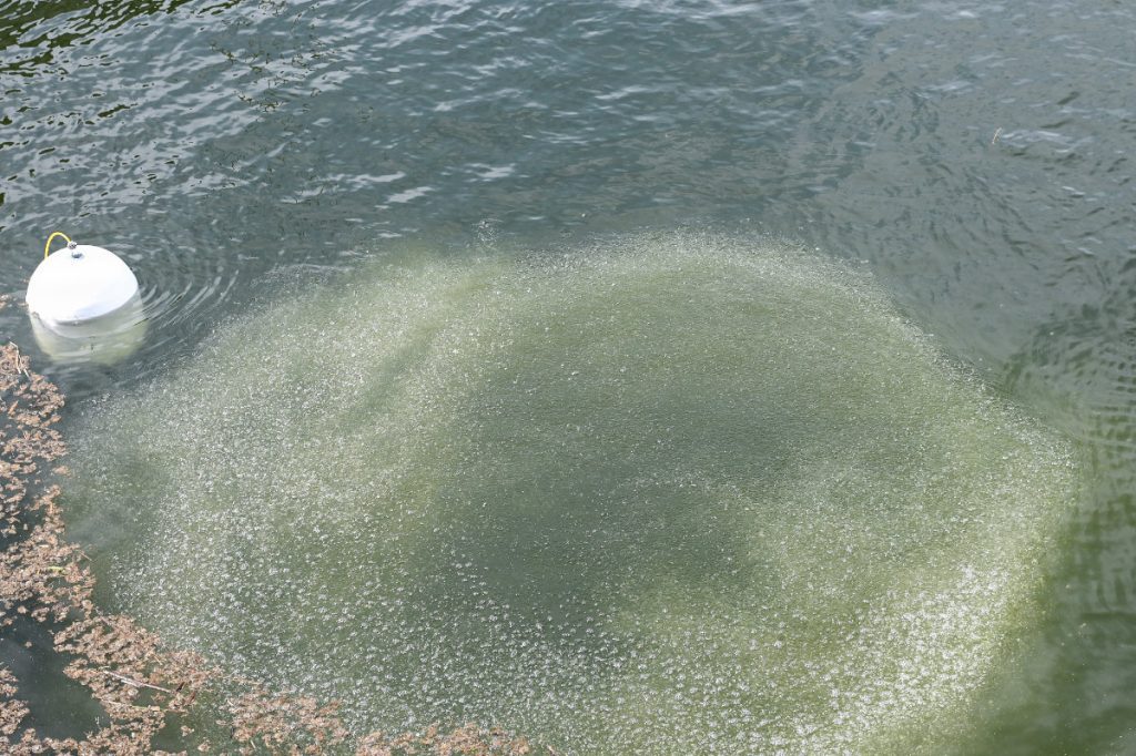 A large ring of white water bubbles bursts onto the surface of a river next to a floating white boundary buoy and patches of organic river debris.