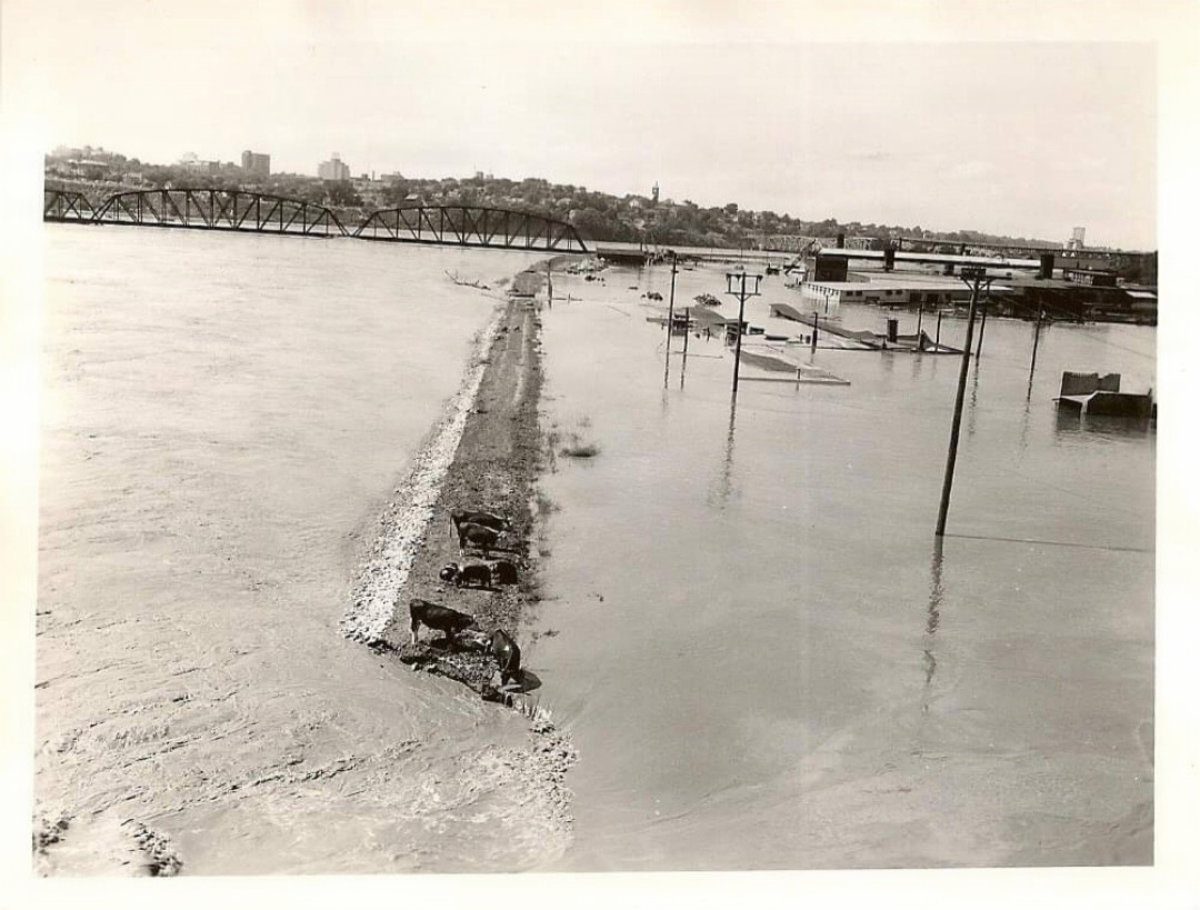 Historical black and white photograph showing cattle stranded on an inundated levee during the 1951 Kansas City flood.